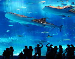 沖縄美ら海水族館　イメージ
