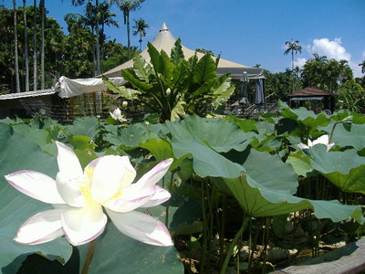 東南植物楽園　イメージ