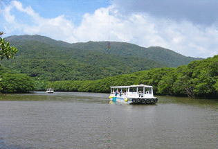 仲間川遊覧　提供　西表島観光センター